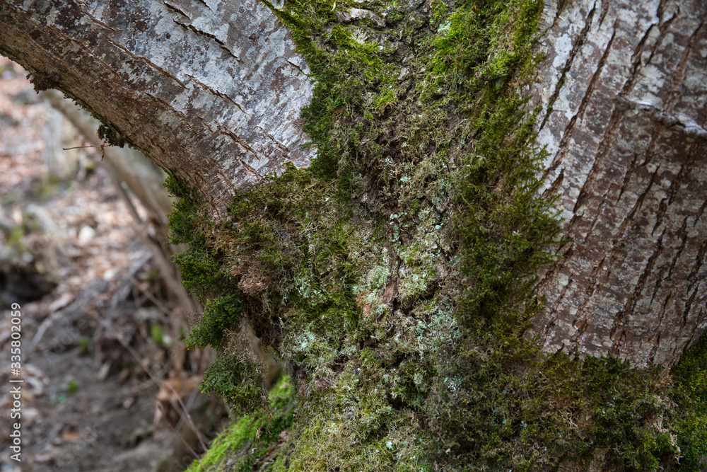 tree with moss on roots in a green forest or moss on tree trunk. Tree bark with green moss. Azerbaijan nature. tree with moss on roots in a green forest or moss on tree trunk. Tree bark with green moss. Azerbaijan nature.