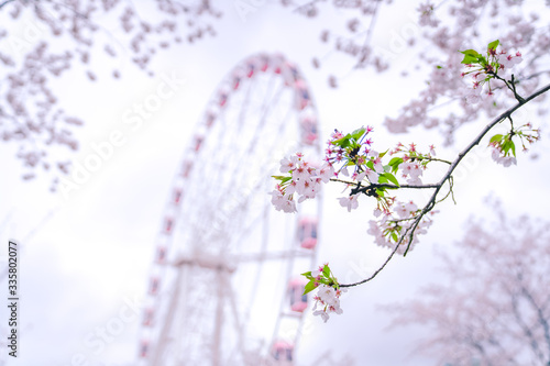 Pink Ferris wheel behind cherry trees
