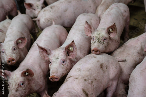 Group of pigs in a farm