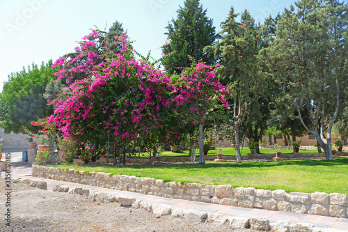 Blooming tree in the park near Beit Jimal (or Beit Jamal) Catholic monastery close to Beit Shemesh, Israel