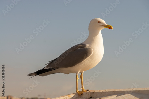 The white seagull called "magoga" on the panorama of a sky. © Roza_Sean