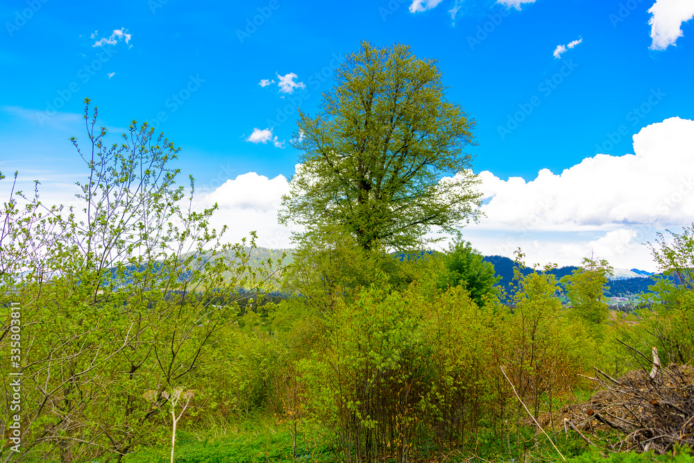 Obraz premium Beautiful mountain panorama with lush greens, blue skies, and puffy clouds