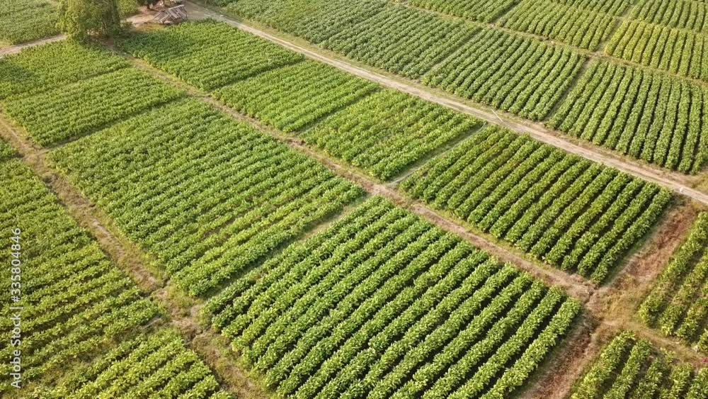 Tobacco Farm Aerial View Shot Tobacco Farm Aerial View Shot