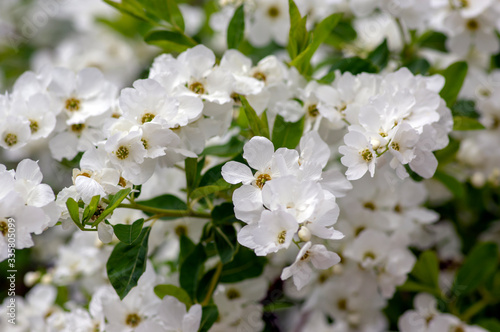 Exochorda racemosa Snow Mountain white flowering shrub, ornamental plant in bloom © Iva