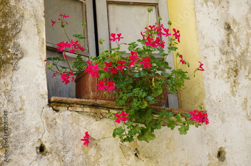 A pot with a red geranium plant on a window sill