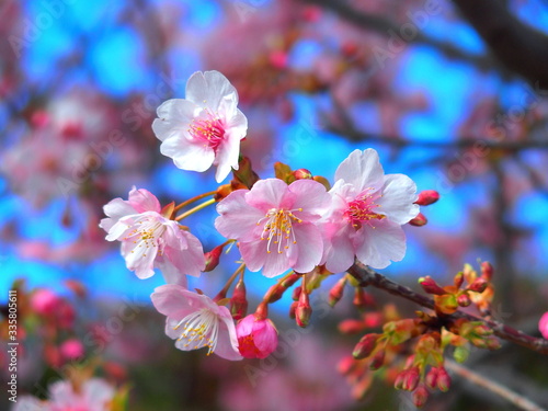 青空と満開の河津桜