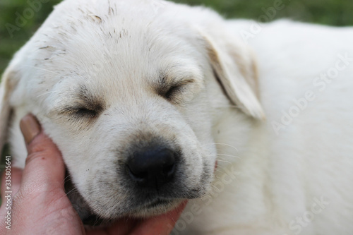 The sweetest light beige Labrador puppy got his head dirty, tired of games and fell asleep in his arms.