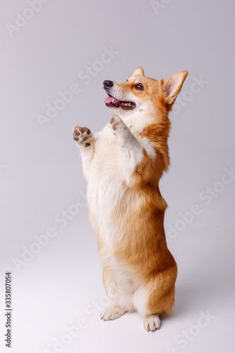 the Pembroke Welsh Corgi dog stands on its hind legs against a white background