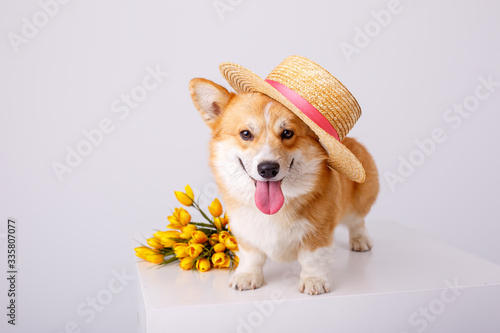 Fototapeta Naklejka Na Ścianę i Meble -  welsh corgi pembroke dog with a bouquet of spring flowers in a straw hat  isolated on white background