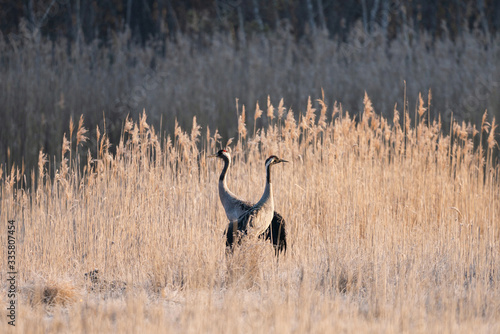 Common crane in wild nature © jakubstepan