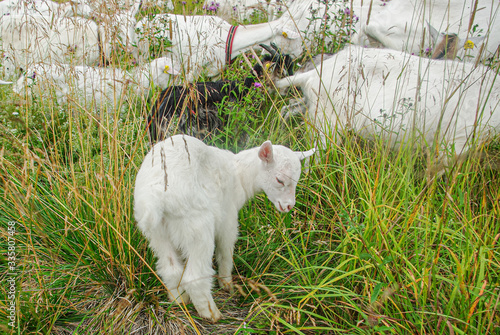 Lettle white goats grazes on a forest edge on a sunny day photo