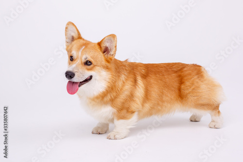 welsh corgi pembroke dog isolated on white background