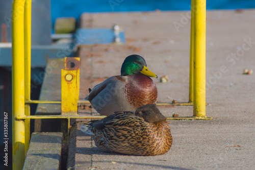 Ducks, female and male, birds sit on the concrete platform, duck, nature, water in the background, bokeh, animals