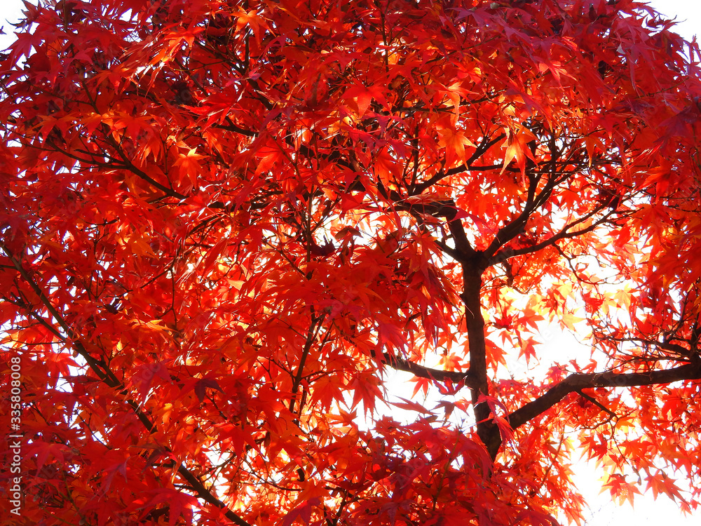 紅葉のドーム 紅葉のドーム