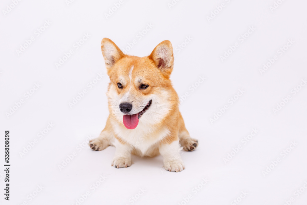 welsh corgi pembroke dog isolated on white background welsh corgi pembroke dog isolated on white background