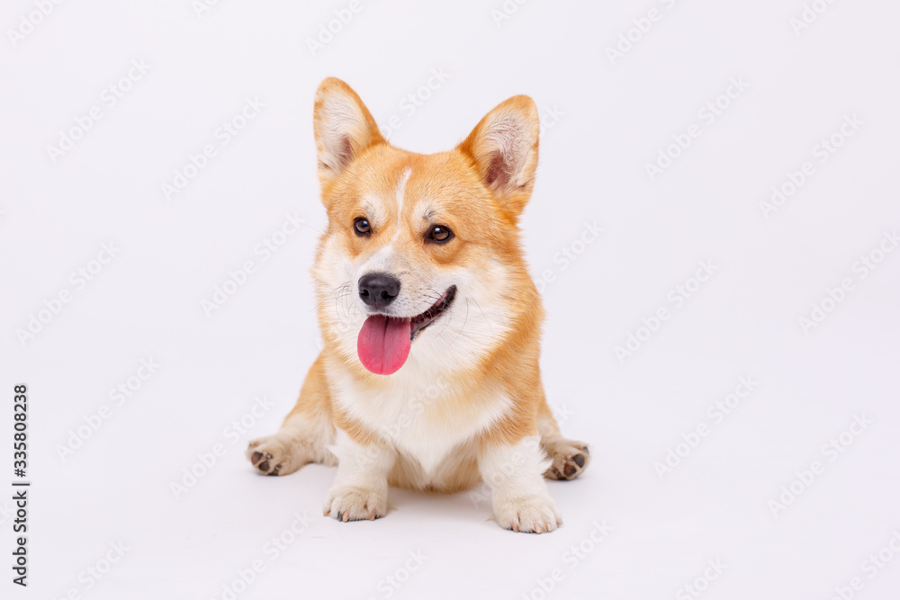 welsh corgi pembroke dog isolated on white background