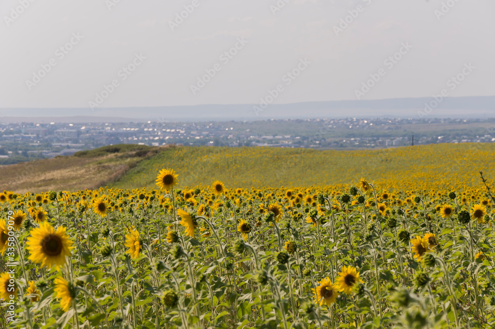 Obraz premium Sunflowers. There are many yellow sunflowers around. Meadow in the early autumn. Gold colors. Green forest and mountains far away. Calm blue heaven with no clouds above