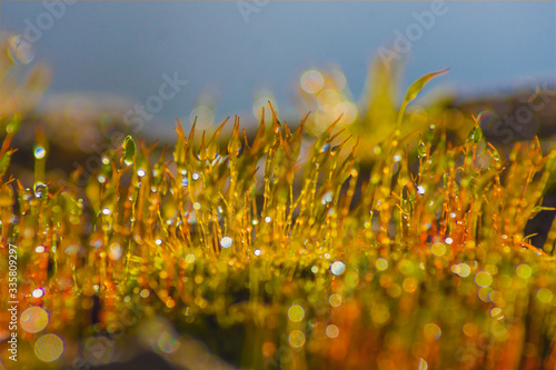 Wet moss  green spores  macro  vegetation  after rain  bokeh  water drops  spring  nature