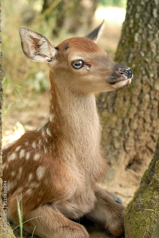 Portrait de petits daims au milieu d'une foret en Europe durant l'été.