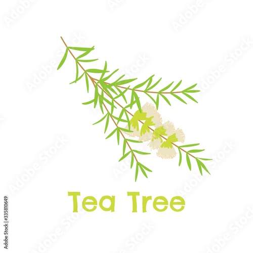 Tea tree branch with flowers and leaves. Malaleuca clip art. Australian plant. Use as label, logo, packaging. Botanical illustration. Vector
