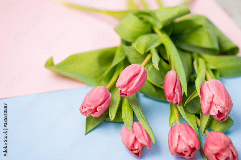 Spring flower pink tulips Spring flower pink tulips