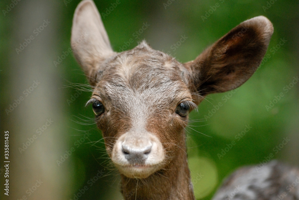 Fototapeta premium Portrait de petits daims noir au milieu d'une foret en Europe durant l'été.