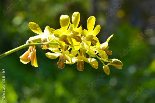 Beautiful Yellow Orchid flower with blurry green background, Orchid,