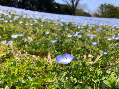 ネモフィラ