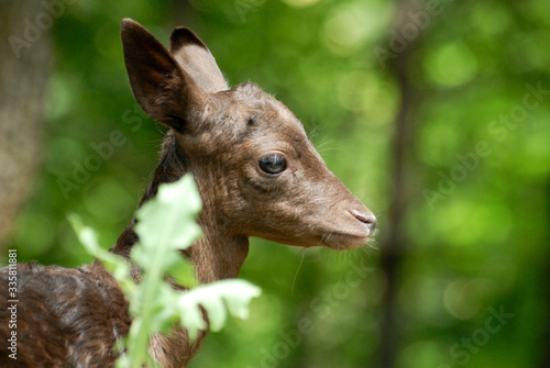 Portrait de petits daims noir au milieu d'une foret en Europe durant l'été.