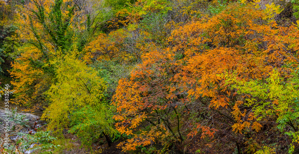 Beautiful lush highland forest with lush greens Beautiful lush highland forest with lush greens