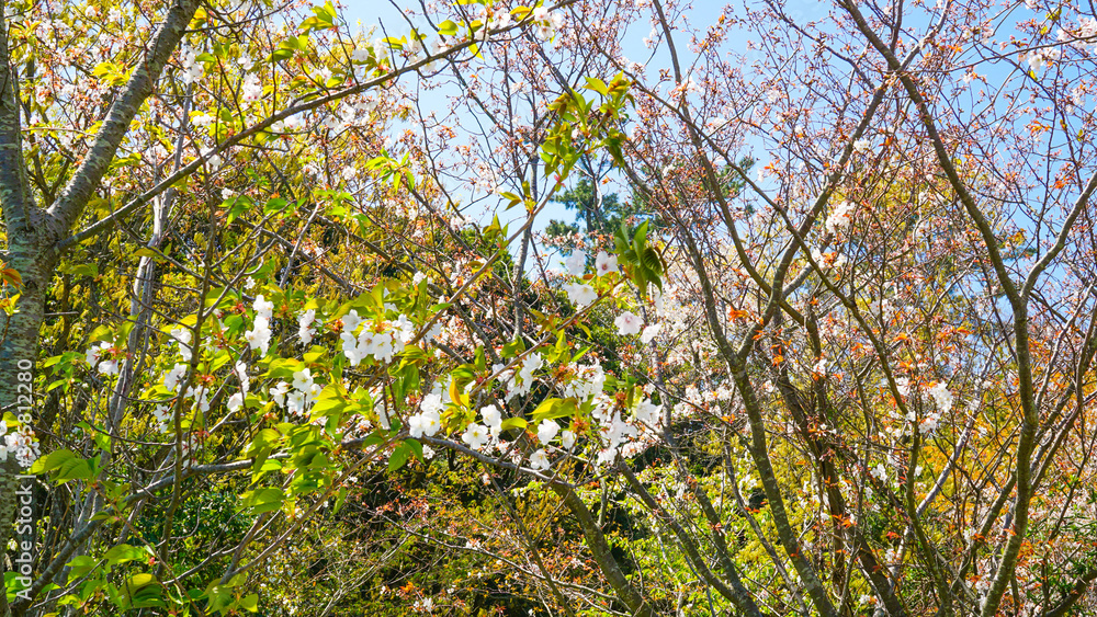 Fototapeta premium 福岡、志賀島の公園に咲き乱れる桜