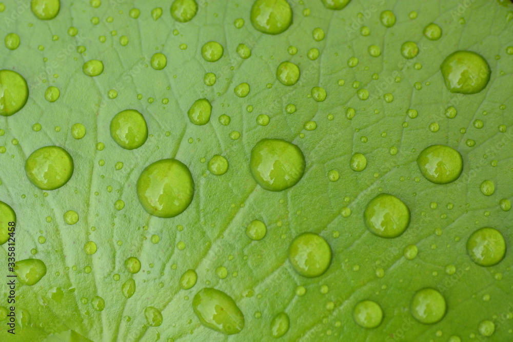 rain drops on green leaf lotus closeup background