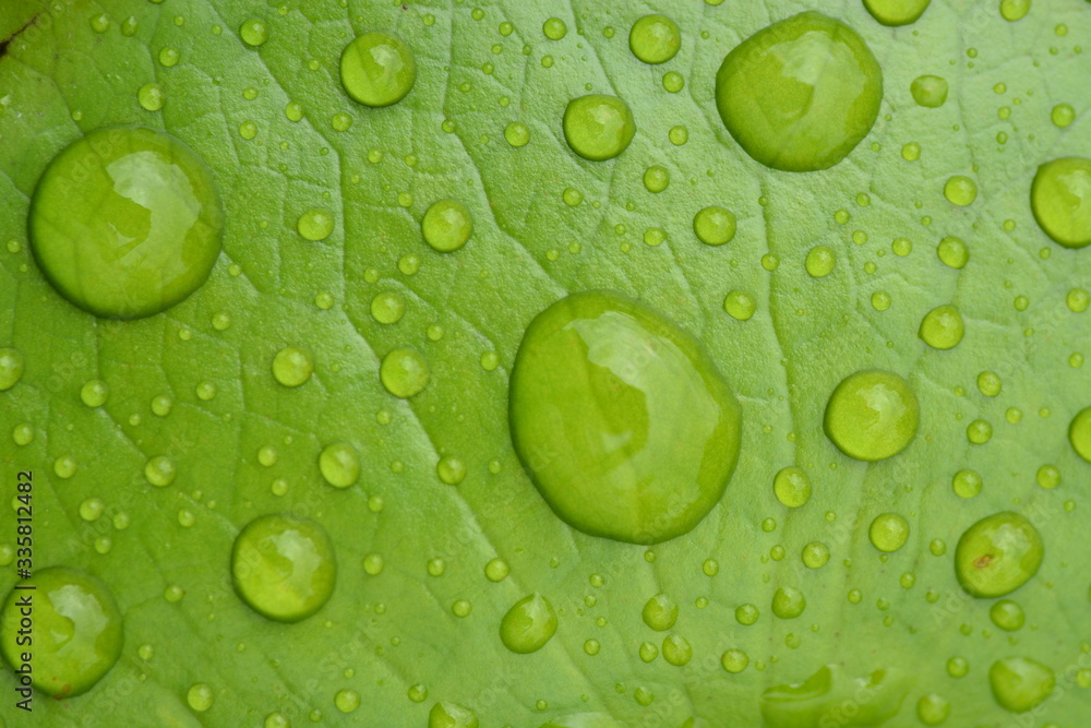 rain drops on green leaf lotus closeup background rain drops on green leaf lotus closeup background