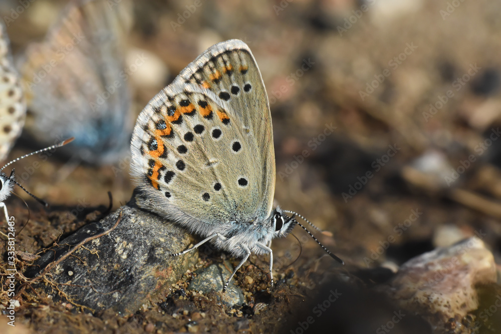 The silver-studded blue Plebejus argus. Common blue butterfly The silver-studded blue Plebejus argus. Common blue butterfly