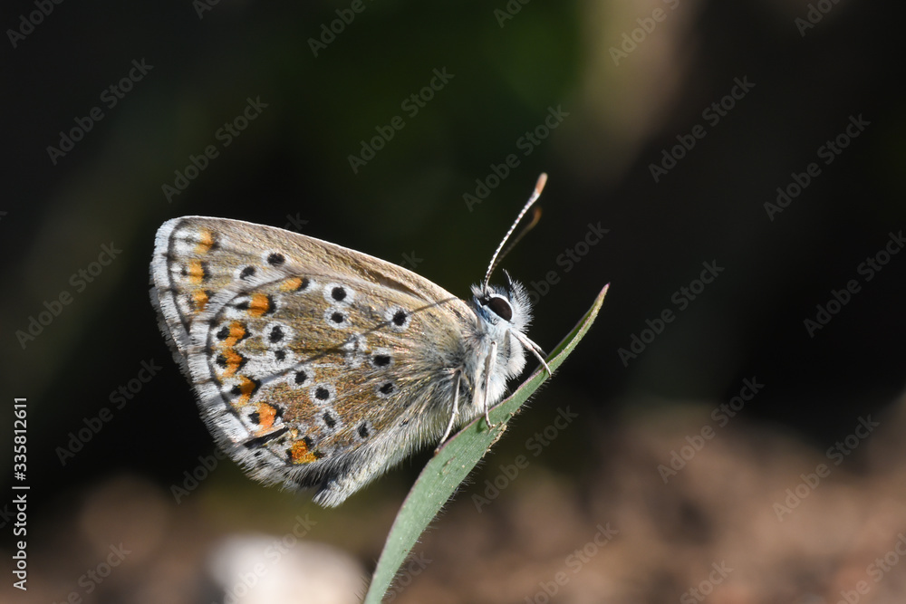 Common Blue or Polyommatus icarus, Small blue butterfly in nature