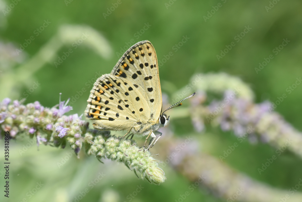 Lycaena tityrus, Sooty Copper butterfly in the grass. Small blue butterfly on wild flowers Lycaena tityrus, Sooty Copper butterfly in the grass. Small blue butterfly on wild flowers