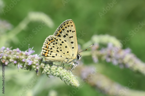 Wallpaper Mural Lycaena tityrus, Sooty Copper butterfly in the grass. Small blue butterfly on wild flowers Torontodigital.ca