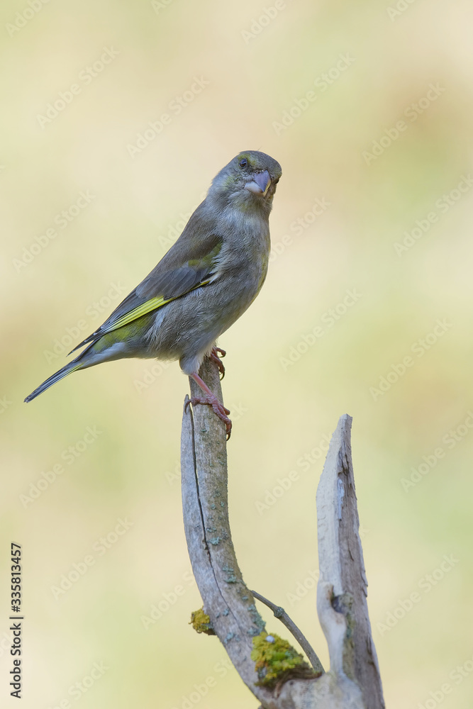 Obraz premium Le verdier d'Europe