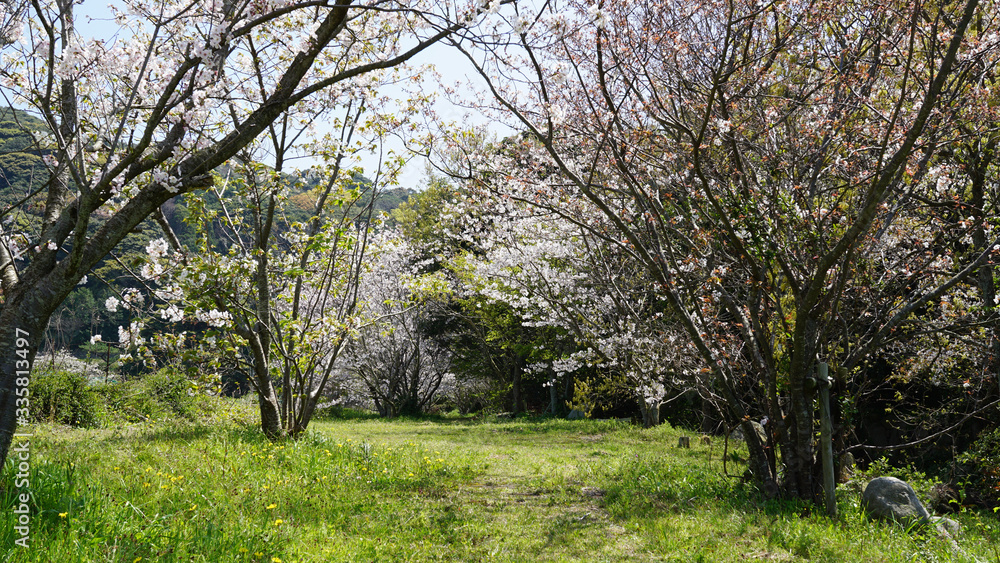 福岡の志賀島の公園に咲く綺麗な桜
