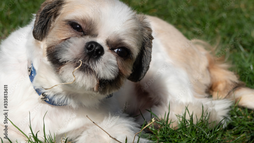 Tres beau et adorable Shihtszu qui coure dans le jardin et fait le fou.