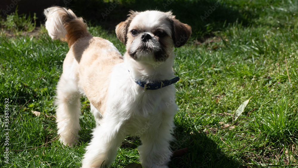 Tres beau et adorable Shihtszu qui coure dans le jardin et fait le fou. Tres beau et adorable Shihtszu qui coure dans le jardin et fait le fou.