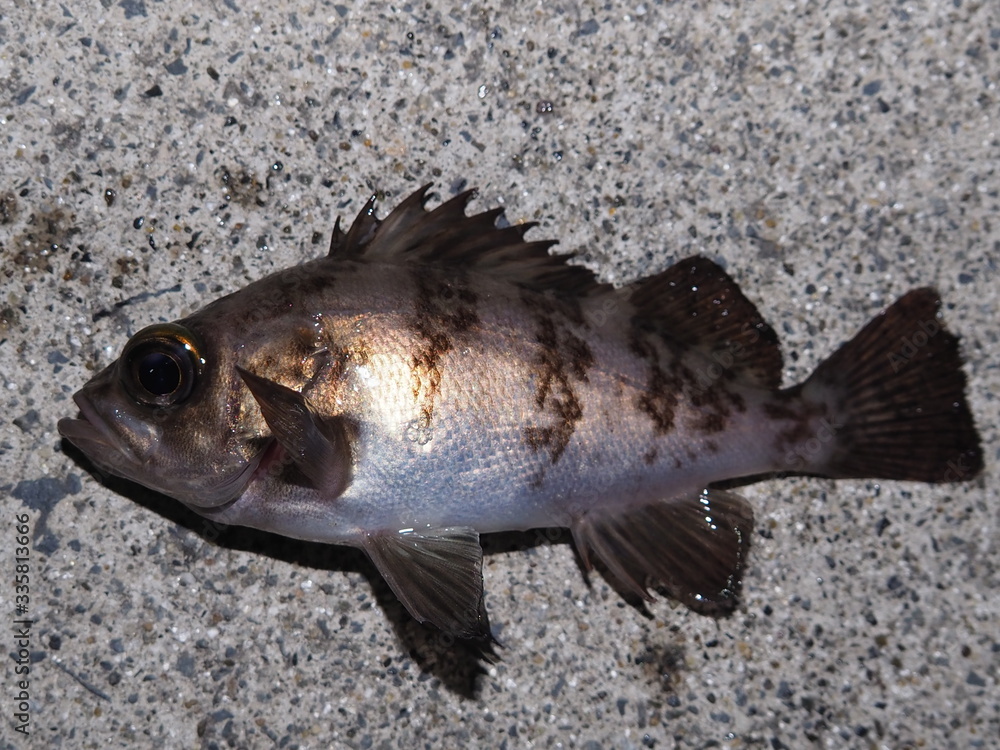 custom made wallpaper toronto digitalメバル