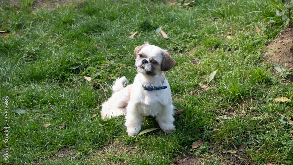 Tres beau et adorable Shihtszu qui coure dans le jardin et fait le fou. Tres beau et adorable Shihtszu qui coure dans le jardin et fait le fou.