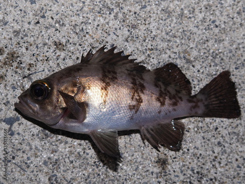 Wallpaper Mural メバル Torontodigital.ca