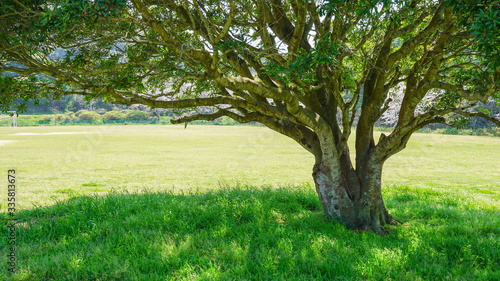 Fototapeta Naklejka Na Ścianę i Meble -  公園の大きな木