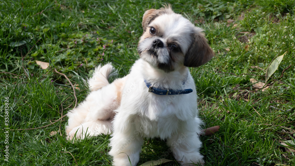 Tres beau et adorable Shihtszu qui coure dans le jardin et fait le fou. Tres beau et adorable Shihtszu qui coure dans le jardin et fait le fou.