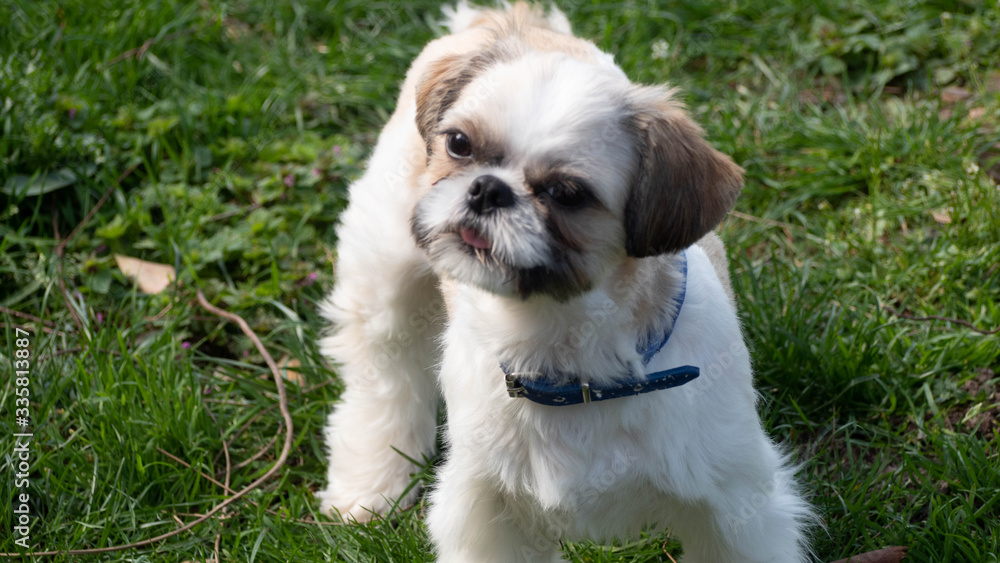 Tres beau et adorable Shihtszu qui coure dans le jardin et fait le fou. Tres beau et adorable Shihtszu qui coure dans le jardin et fait le fou.