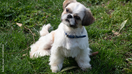 Tres beau et adorable Shihtszu qui coure dans le jardin et fait le fou.