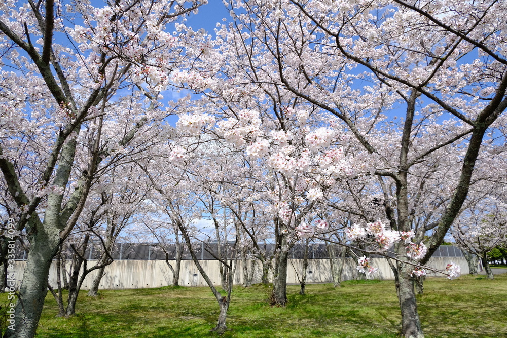 桜～運動公園～