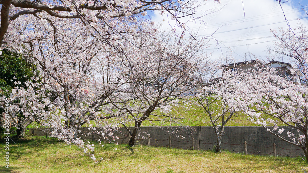 公園に咲き乱れる桜